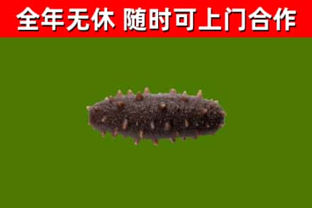 齐齐哈尔烟酒回收干海参.jpg